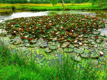 Water lily in lake