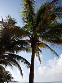 Low angle view of palm trees against sky