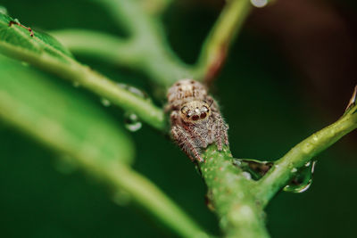 Close-up of spider