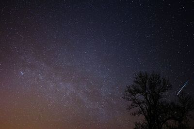 Low angle view of tree against star field