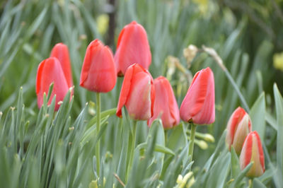 Close-up of red tulips blooming in field