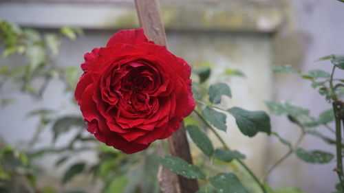 Close-up of red rose blooming outdoors