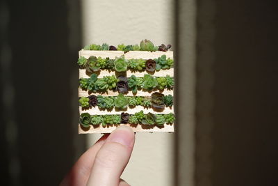 Close-up of hand holding succulents