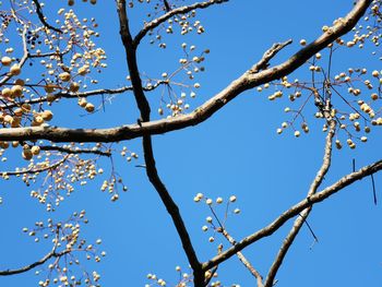 Low angle view of cherry blossom against blue sky