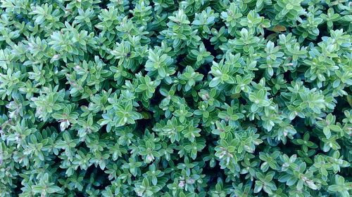 Full frame shot of green leaves