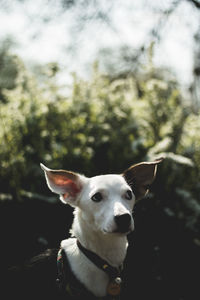 Close-up of a dog looking away