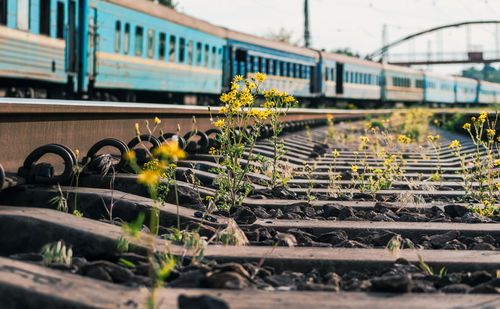 Yellow flowering plants by railroad tracks