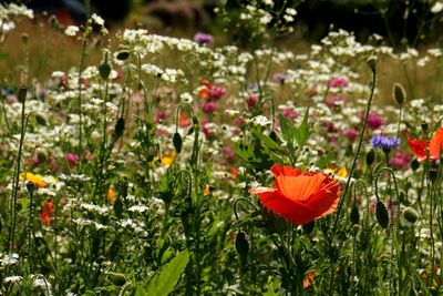 Close-up of red poppy blooming in field