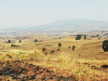 Scenic view of field against clear sky