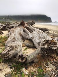 Driftwood on rock by sea against sky