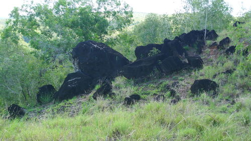 View of an animal on land