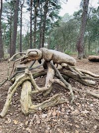 Driftwood on tree trunk in forest