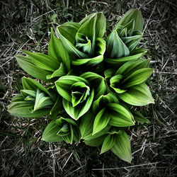 Close-up of fresh green plants