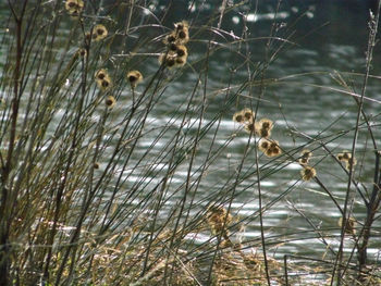 View of bird against plants