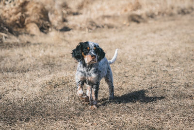 Portrait of dog running on field