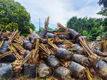 Piles of oil palm seedlings in poly bags that are ready for planting