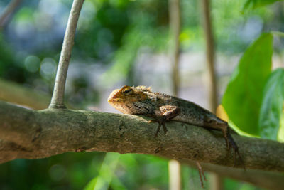 Close-up of oriental garden lizard relaxing on a tree branch under sunlight 