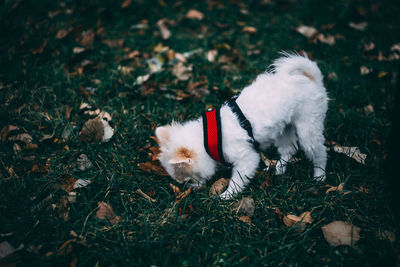 Dog in grass