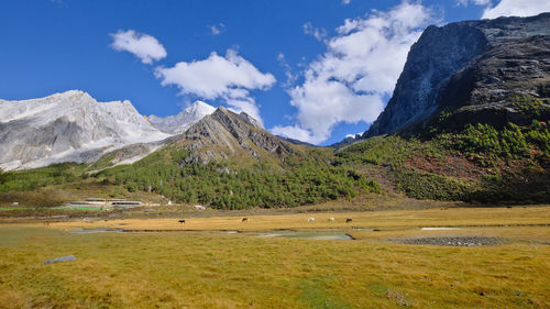 Luorong pasture of yading, china