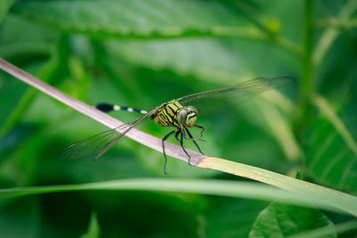 Close-up of dragonfly on leaf