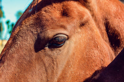 Close-up of horse