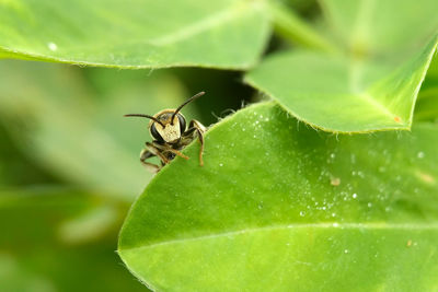 Close-up of insect on plant