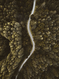 High angle view of road through trees