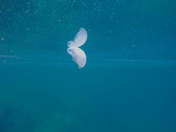 Jellyfish swimming in sea, reflecting in water line