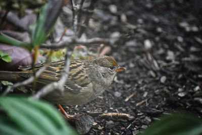 Bird perching on leaf