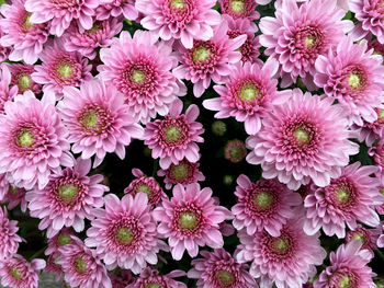 High angle view of pink flowering plants