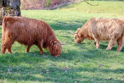 Horses in a field