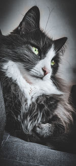 Close-up portrait of a cat