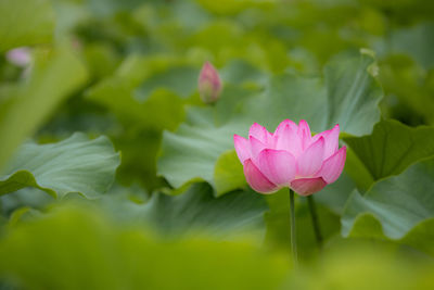 Close-up of pink water lily in pond