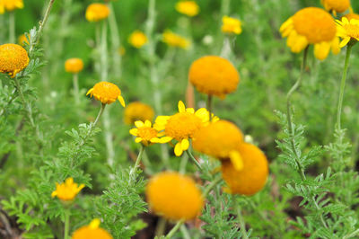 Close-up of yellow flowering plants on field