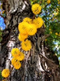 Close-up of yellow flower