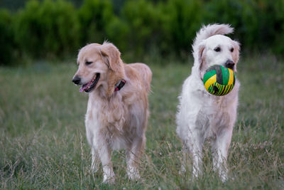 Dogs standing on grassy field