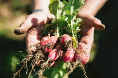 Close-up of hand holding radishes