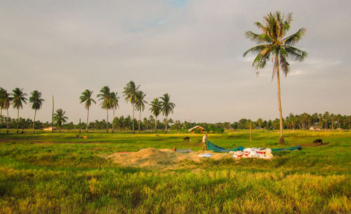 Scenic view of palm trees on field against sky