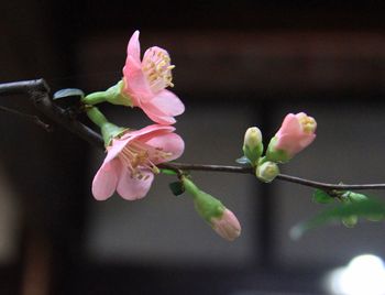 Close-up of pink flowers