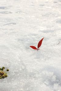 Close-up of snow on leaf during winter