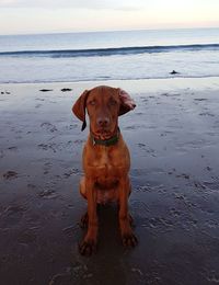 Portrait of dog standing on beach against sky