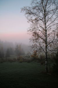 Trees on field against sky during foggy weather