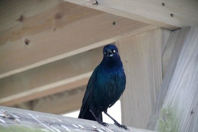 Low angle view of bird perching on wood