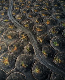 Full frame shot of tree