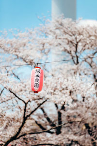 Close-up of stop sign on branch