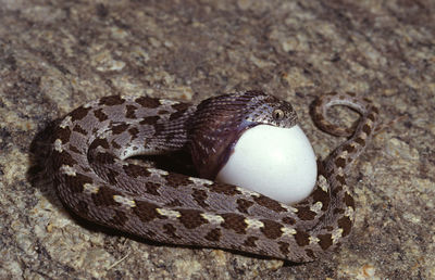 Close-up of a lizard on rock