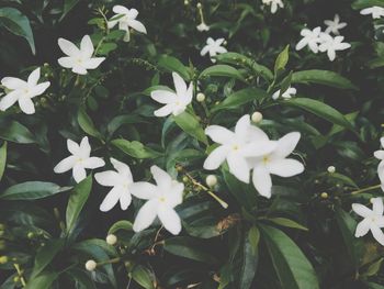 High angle view of white flowering plants