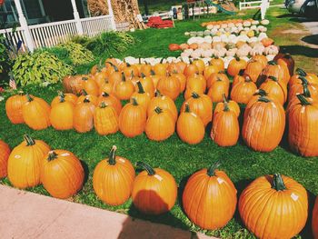 Pumpkins for sale at market stall