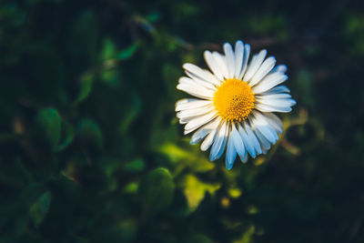 Close-up of yellow flower blooming outdoors