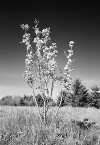 Scenic view of flowering plants on field against sky